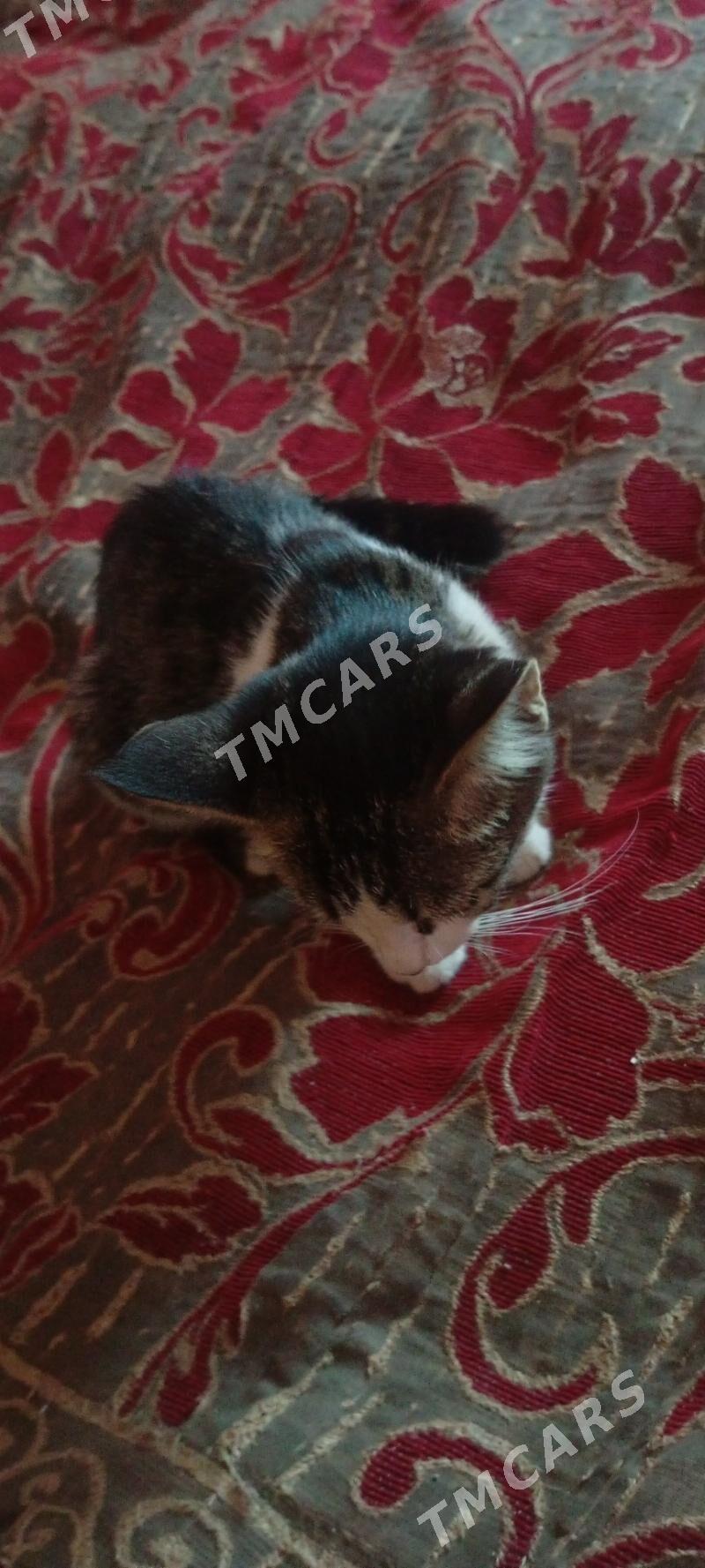 котенок - Туркменабат - img 2