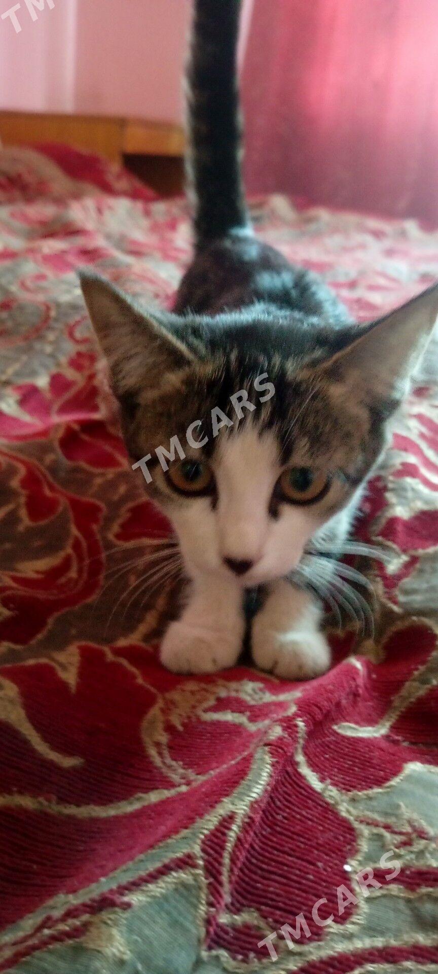 котенок - Туркменабат - img 3