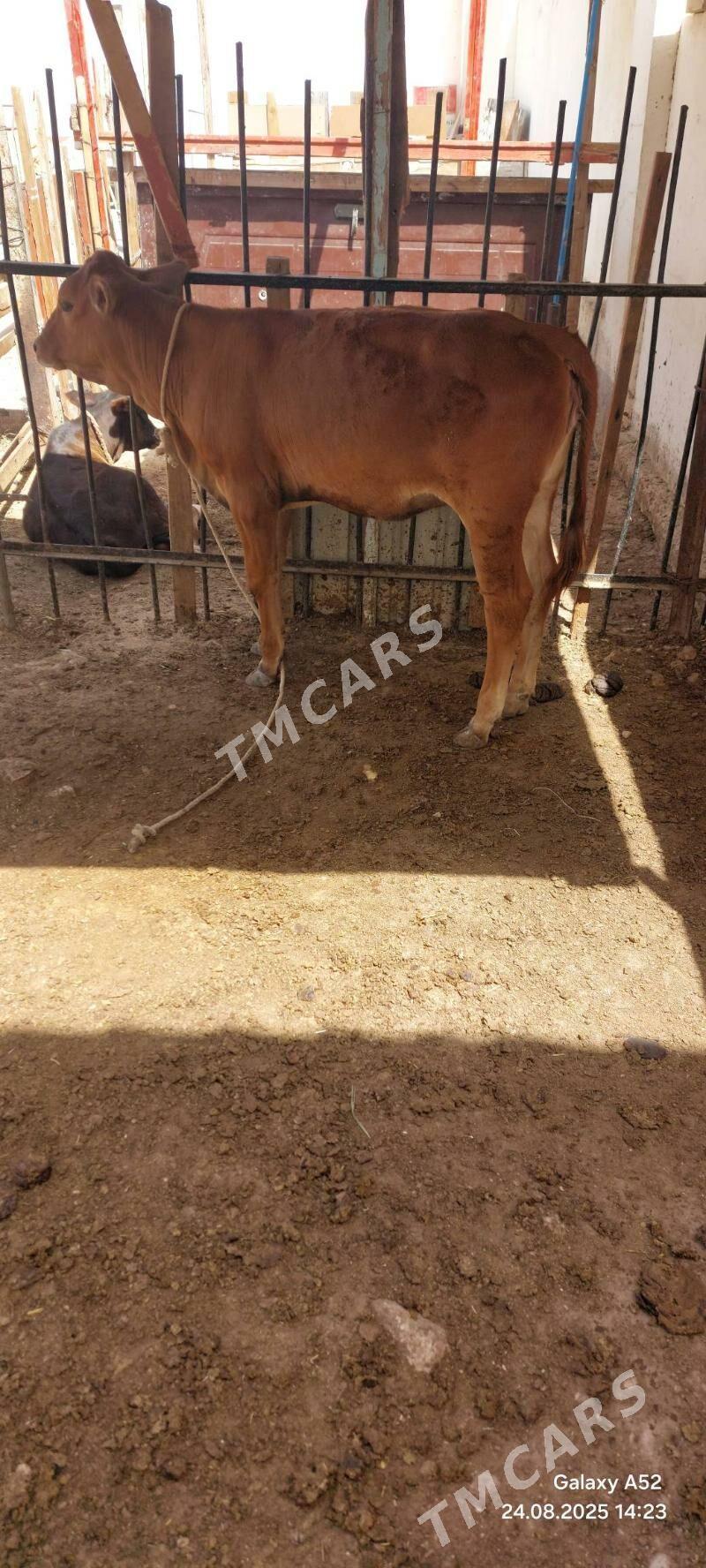 Gacar - Balkanabat - img 3
