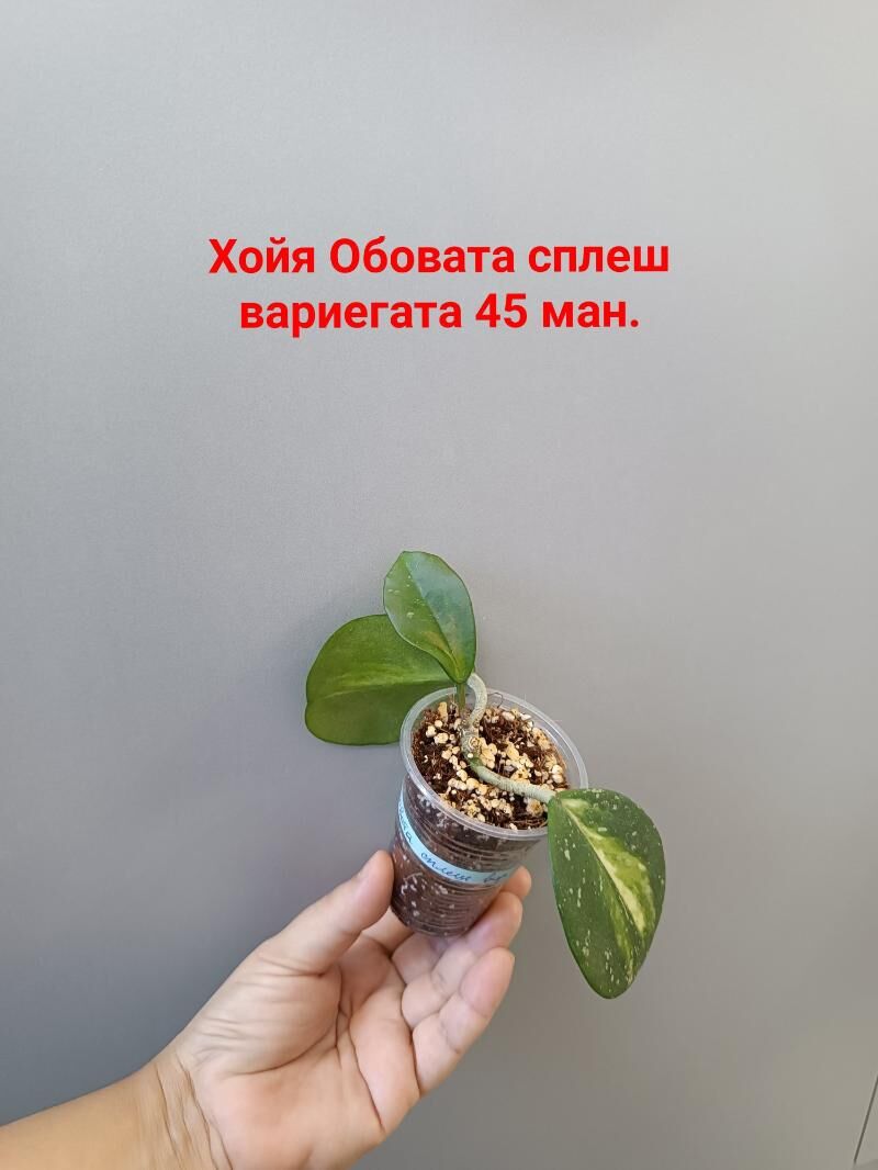 ХОЙЯ СОРТОВЫЕ - Ашхабад - img 6