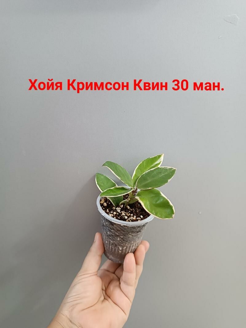 ХОЙЯ СОРТОВЫЕ - Ашхабад - img 7