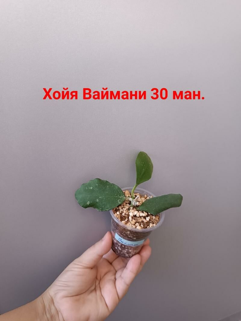 ХОЙЯ СОРТОВЫЕ - Ашхабад - img 2