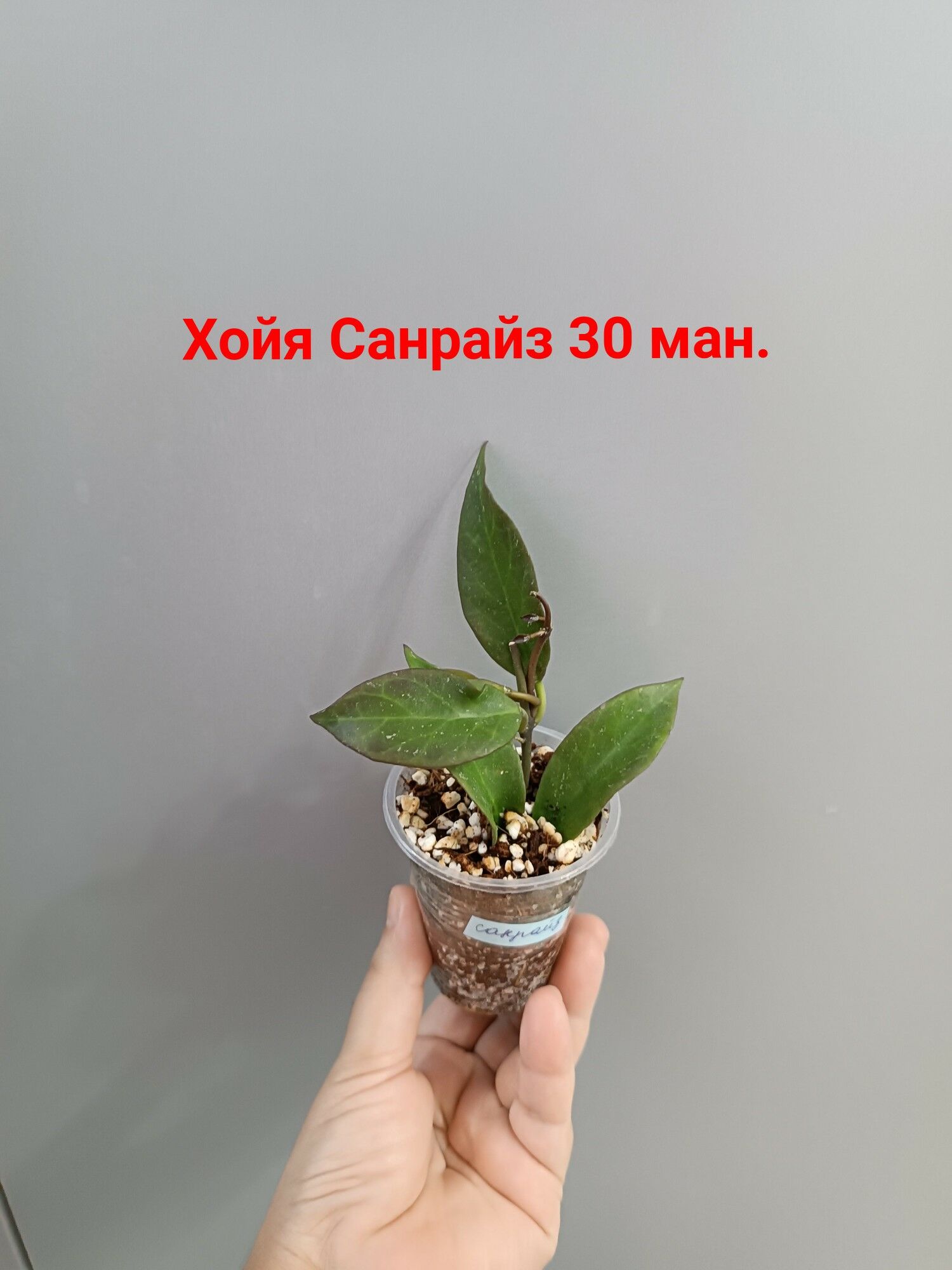 ХОЙЯ СОРТОВЫЕ - Ашхабад - img 5