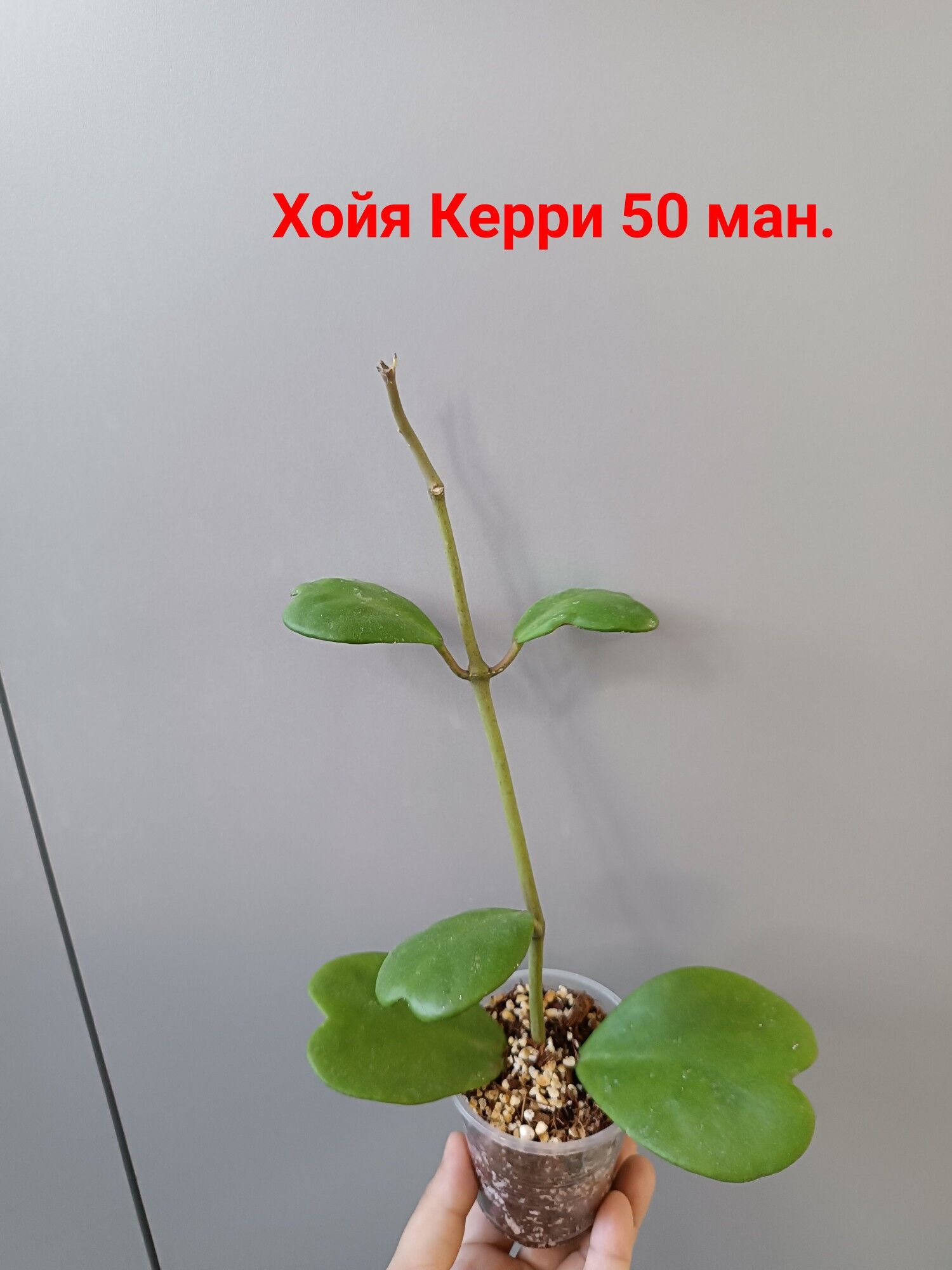 ХОЙЯ СОРТОВЫЕ - Ашхабад - img 4