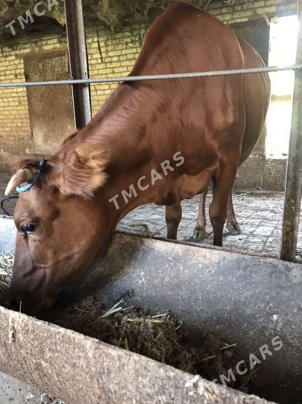 самиз сыгыр - Çärjew - img 1