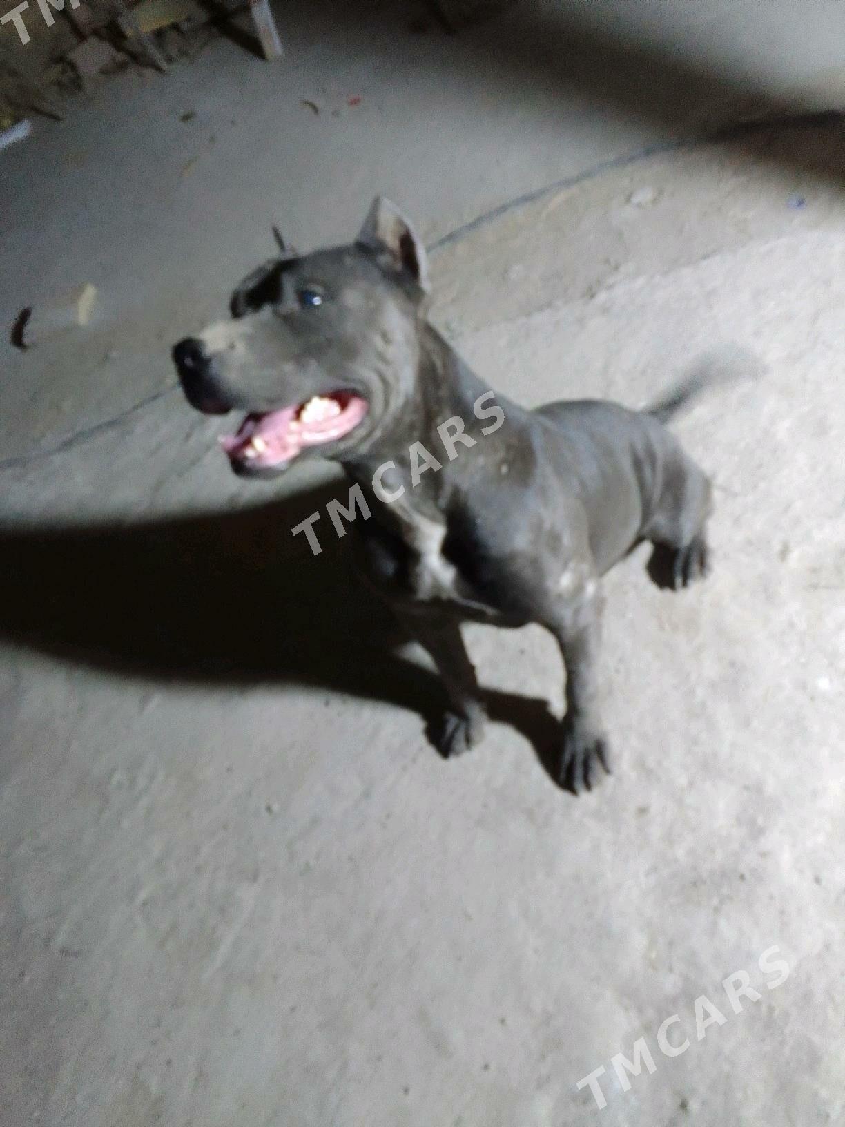 pitbul - Daşoguz - img 2
