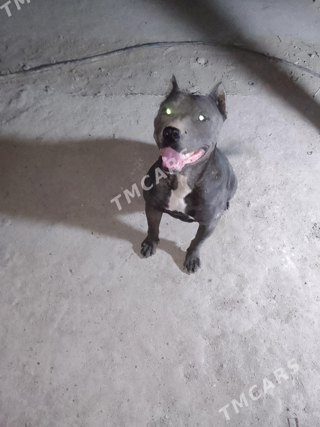 pitbul - Daşoguz - img 4