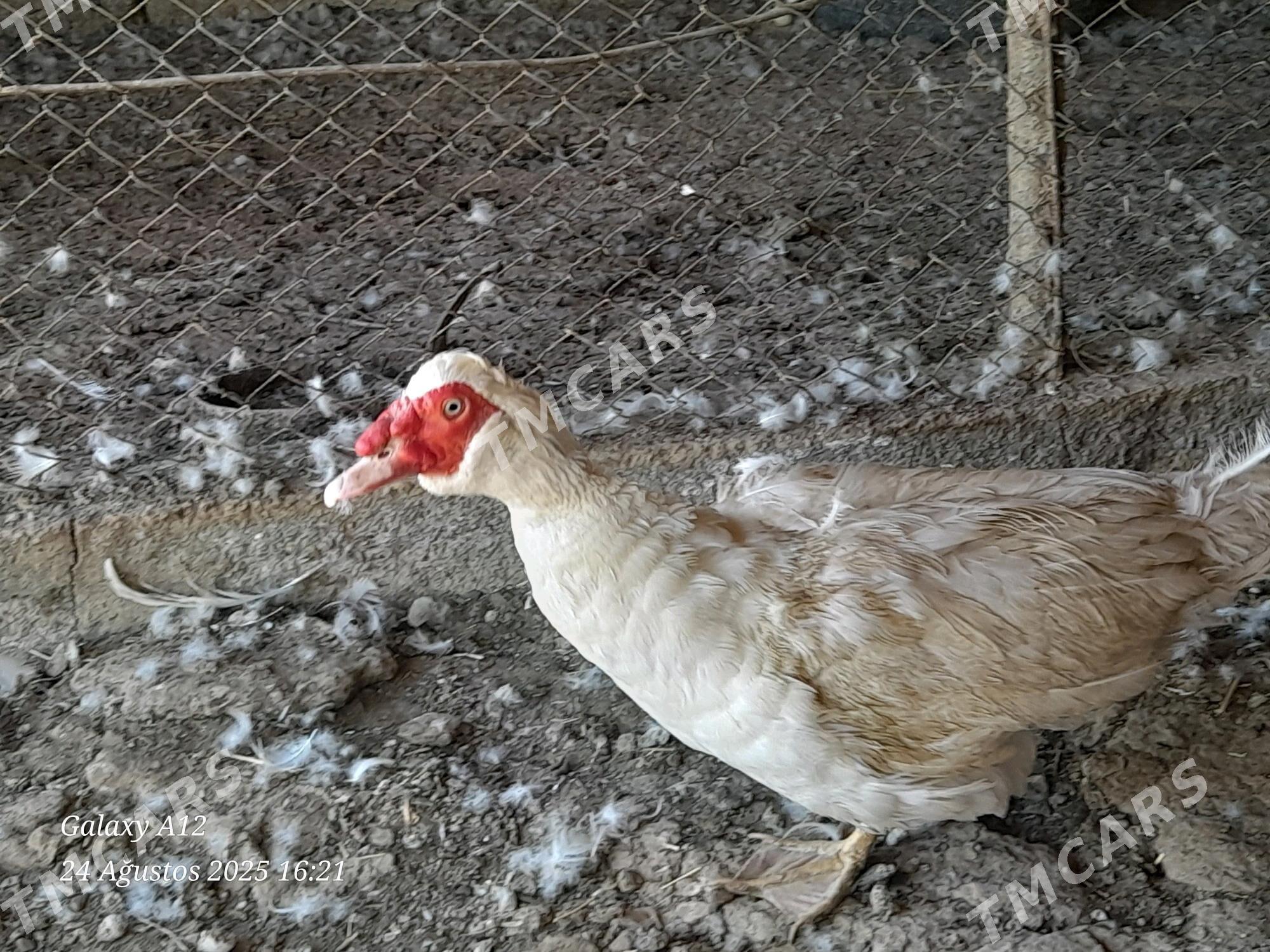 Indautka horaz - Mary - img 2