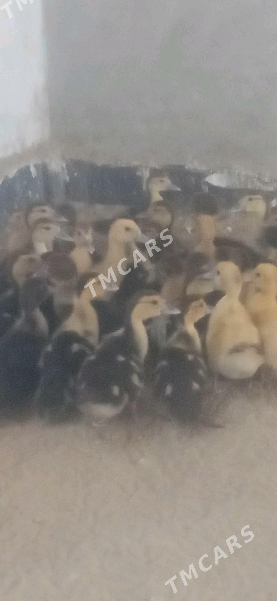 muskus juje - Çärjew - img 2
