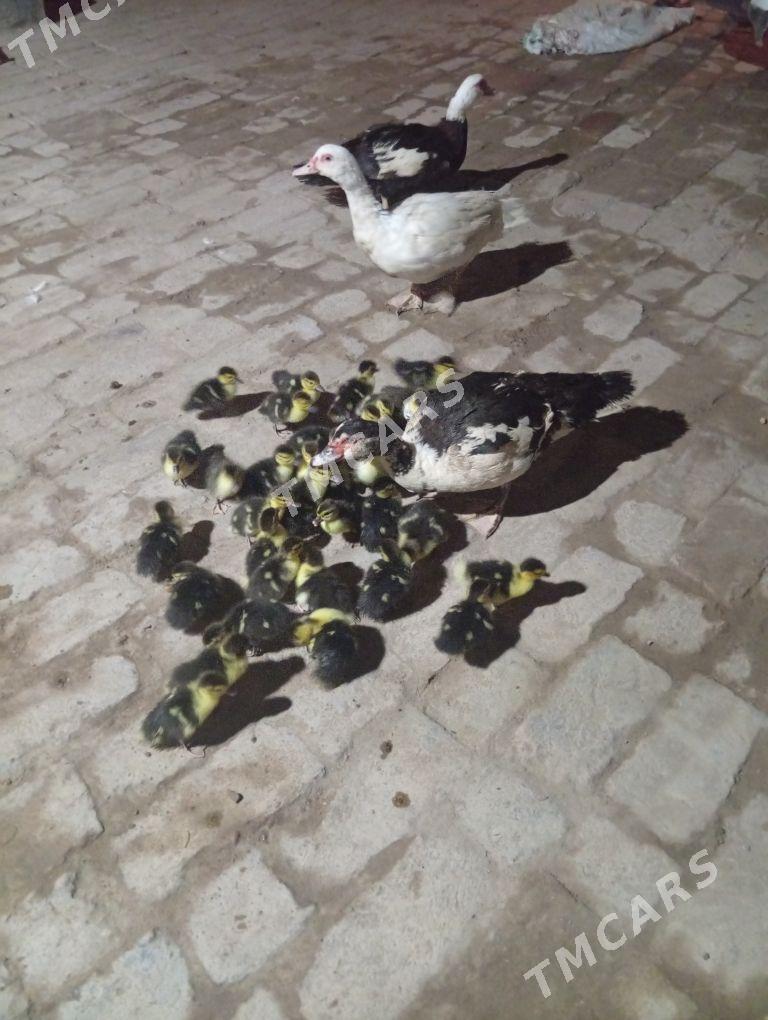 Analy muskus juyje - Saýat - img 2