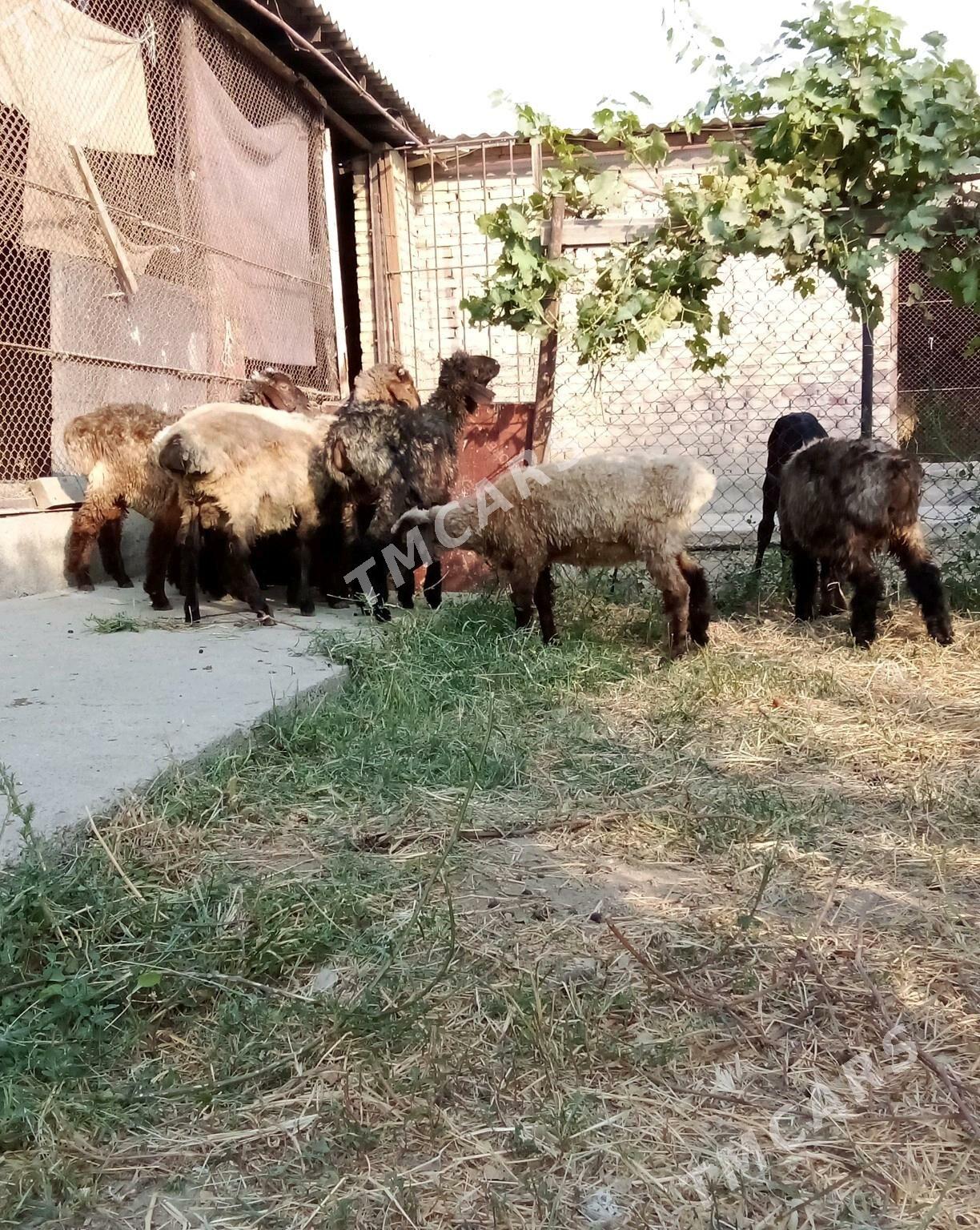Toklylar Bakyda Duran - Гёкдепе - img 10