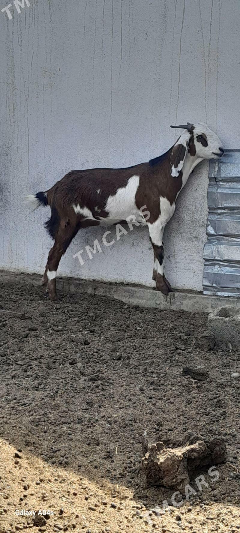 PÄKISTAN GEÇI - Gökdepe - img 2