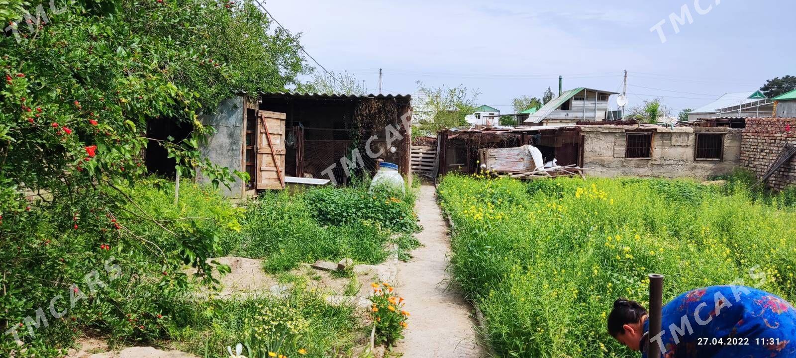 Daça - Анев - img 6