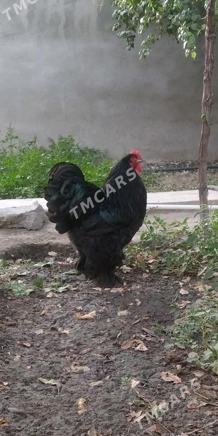 brama yumurtgasy - Багир - img 3