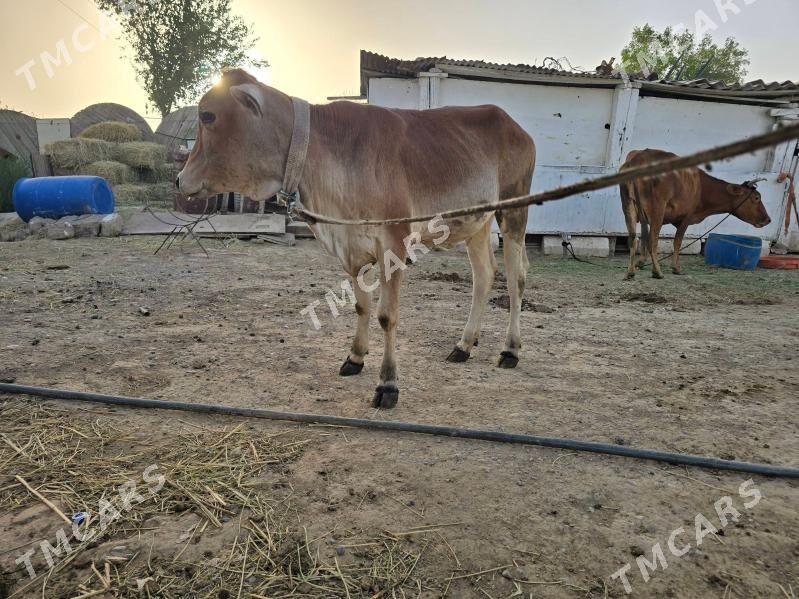 hindi göle - Ýaşlyk - img 4