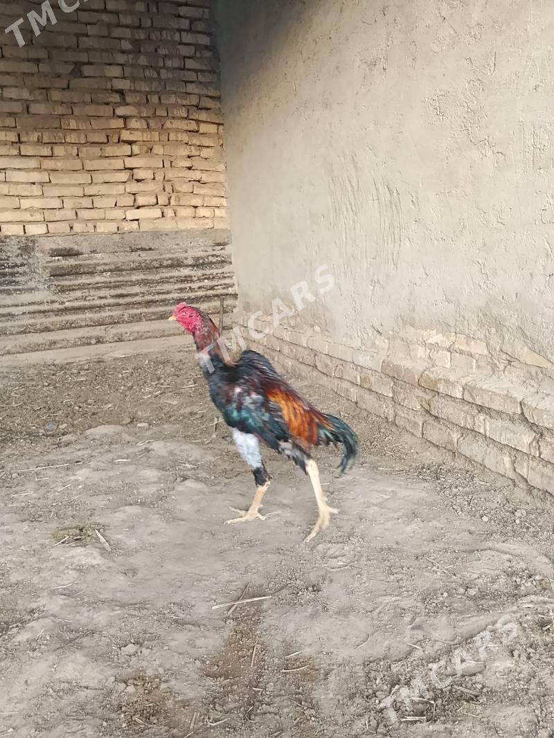 horoz - Baýramaly - img 2
