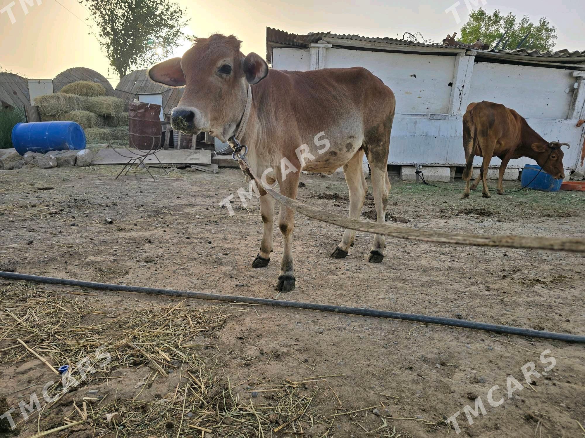 hindi göle - Ýaşlyk - img 5