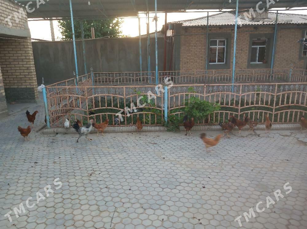 Towuk juyje - Gyzylarbat - img 2