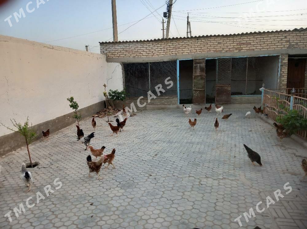 Towuk juyje - Gyzylarbat - img 3