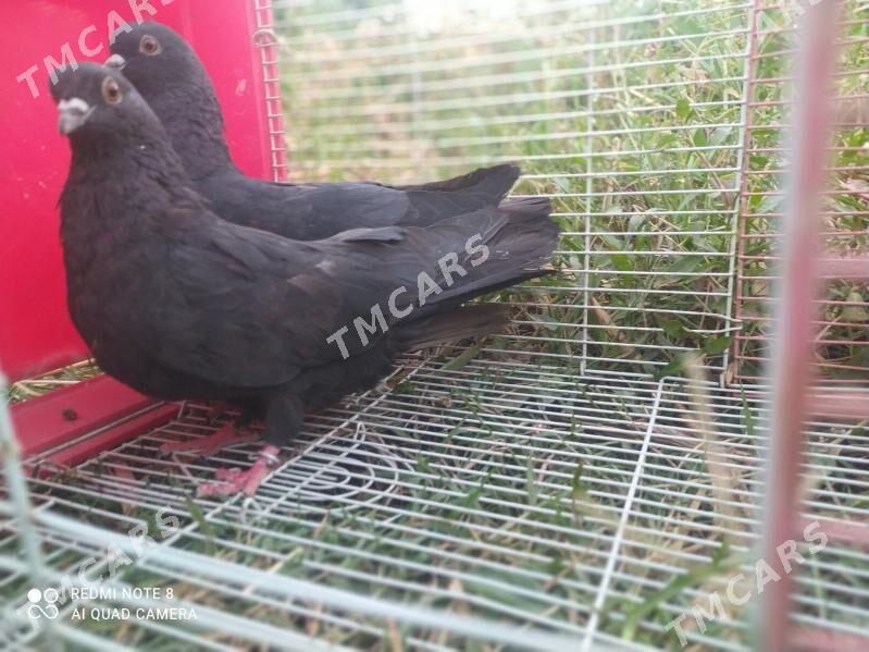 kepderi - Türkmenabat - img 2