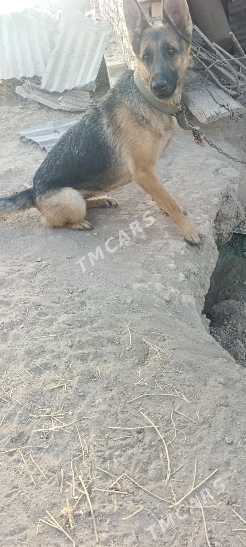 Awçarka - Halaç - img 2