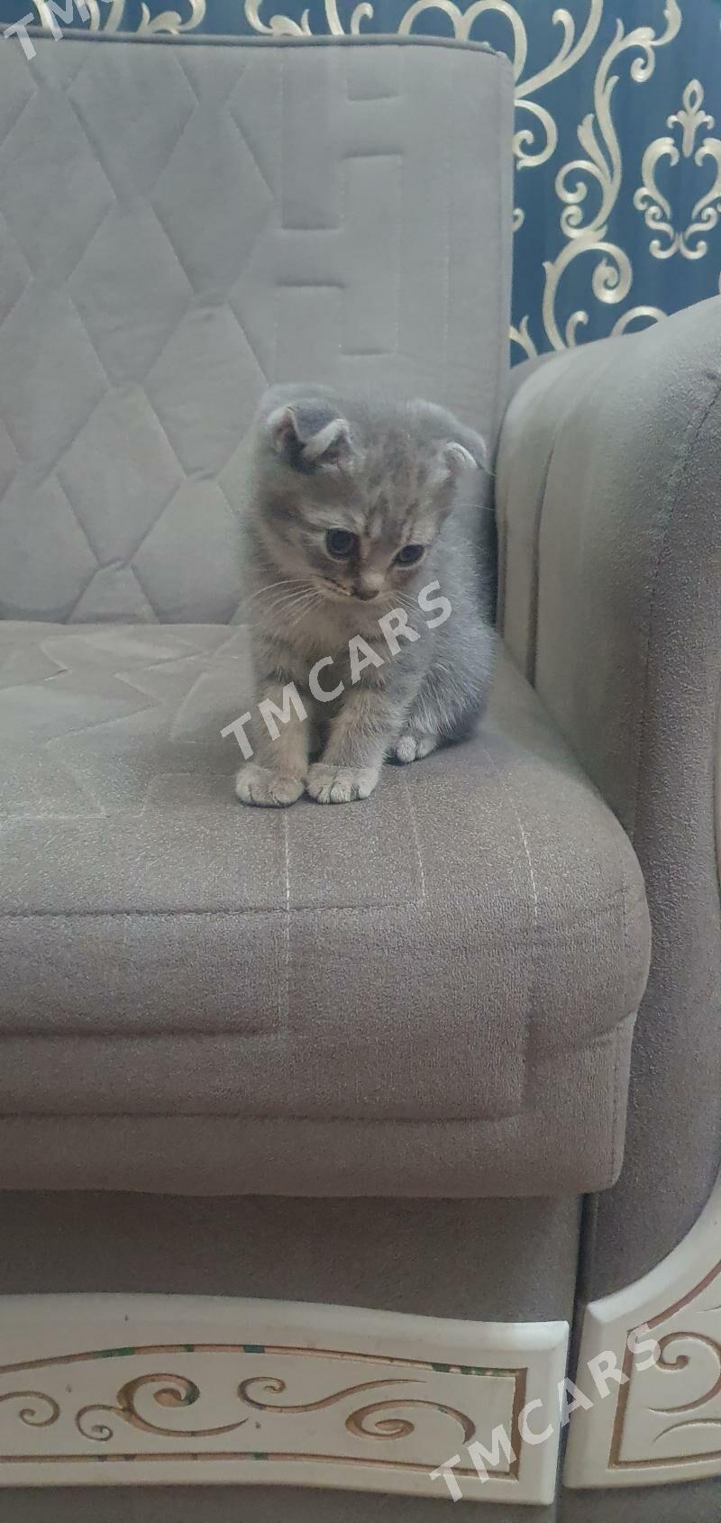 Шотландские котята - Ашхабад - img 2