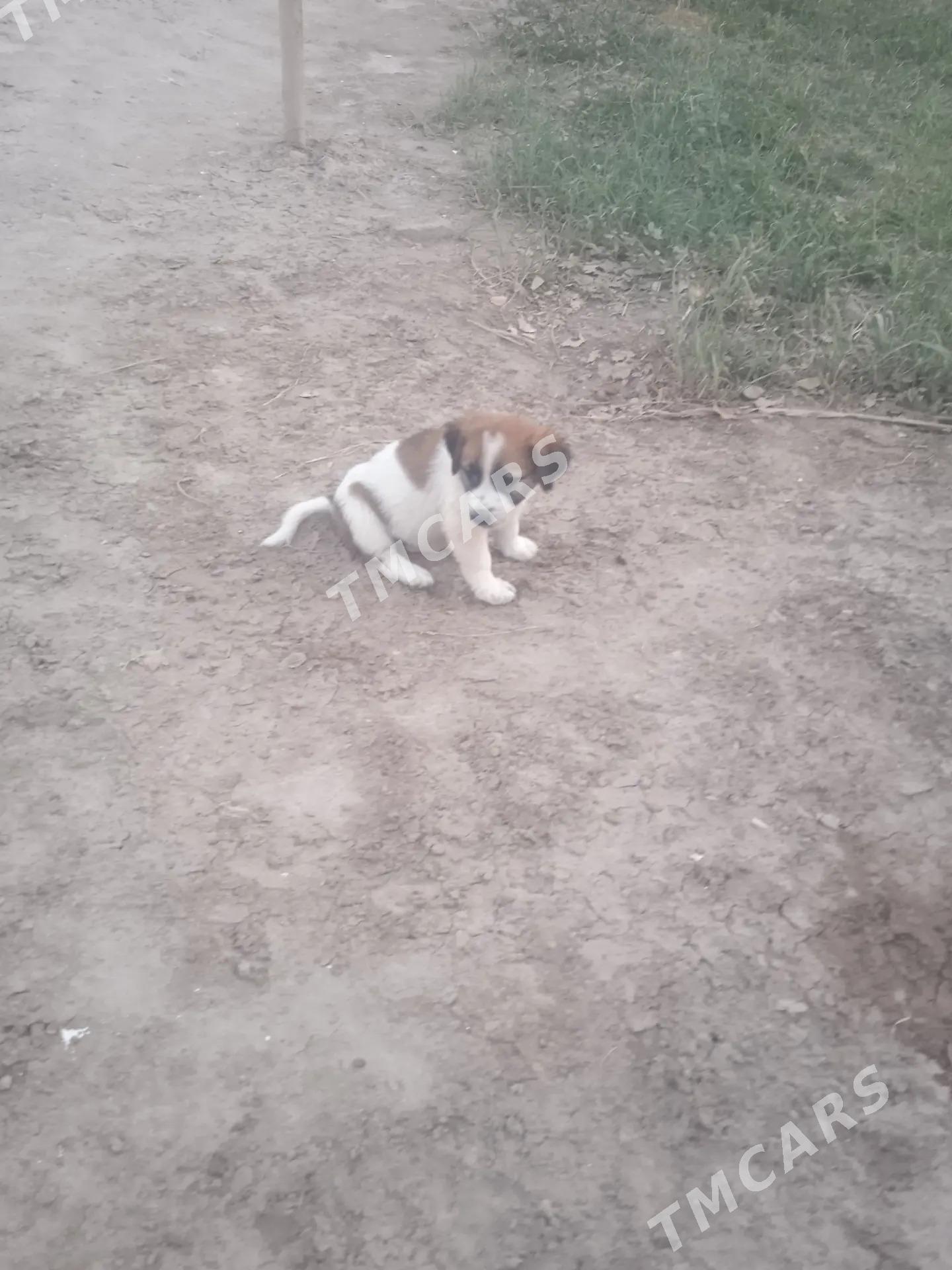 орыс гужуклер - Daşoguz - img 3
