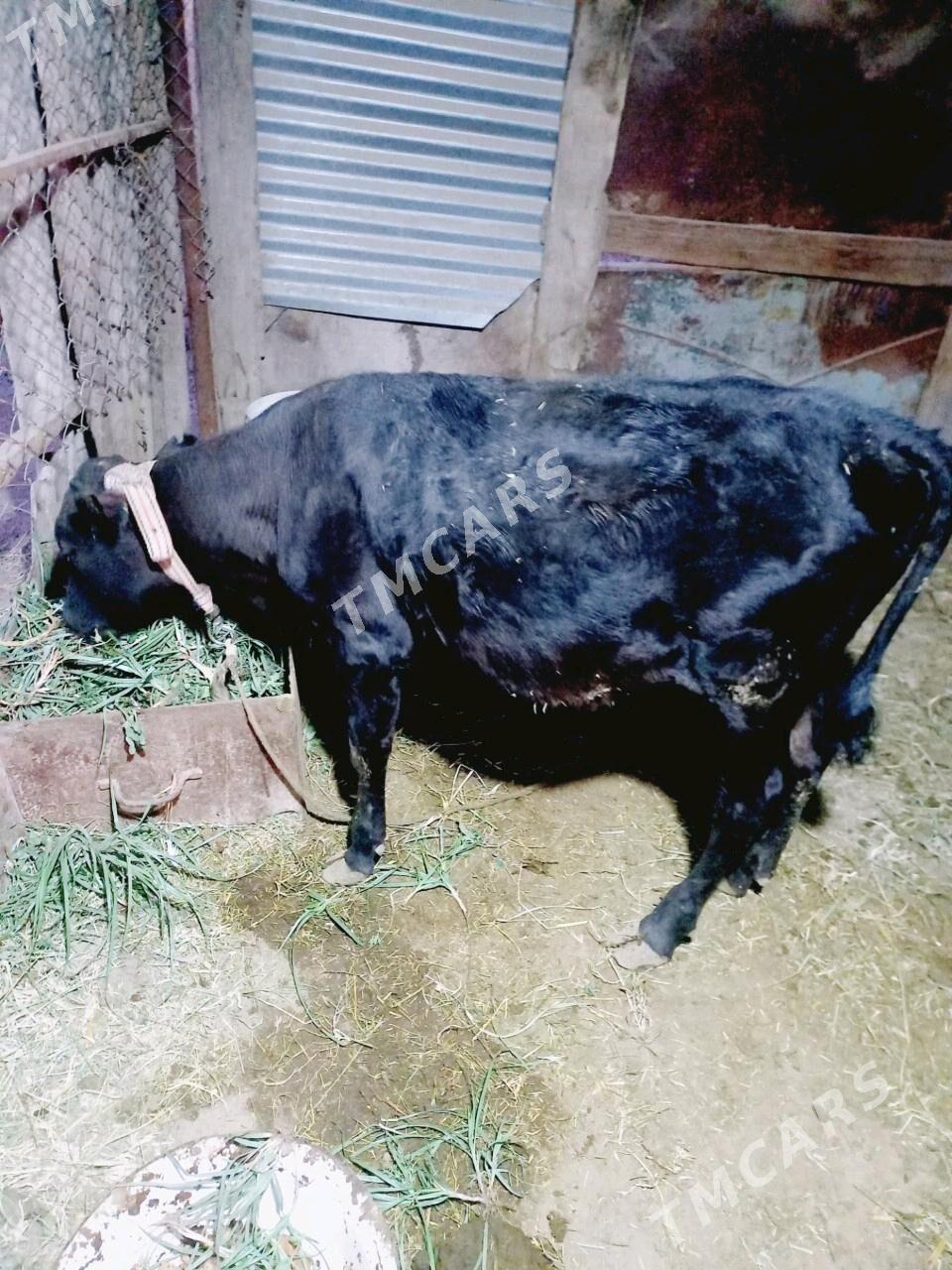 gulajyn gole - Mary - img 3