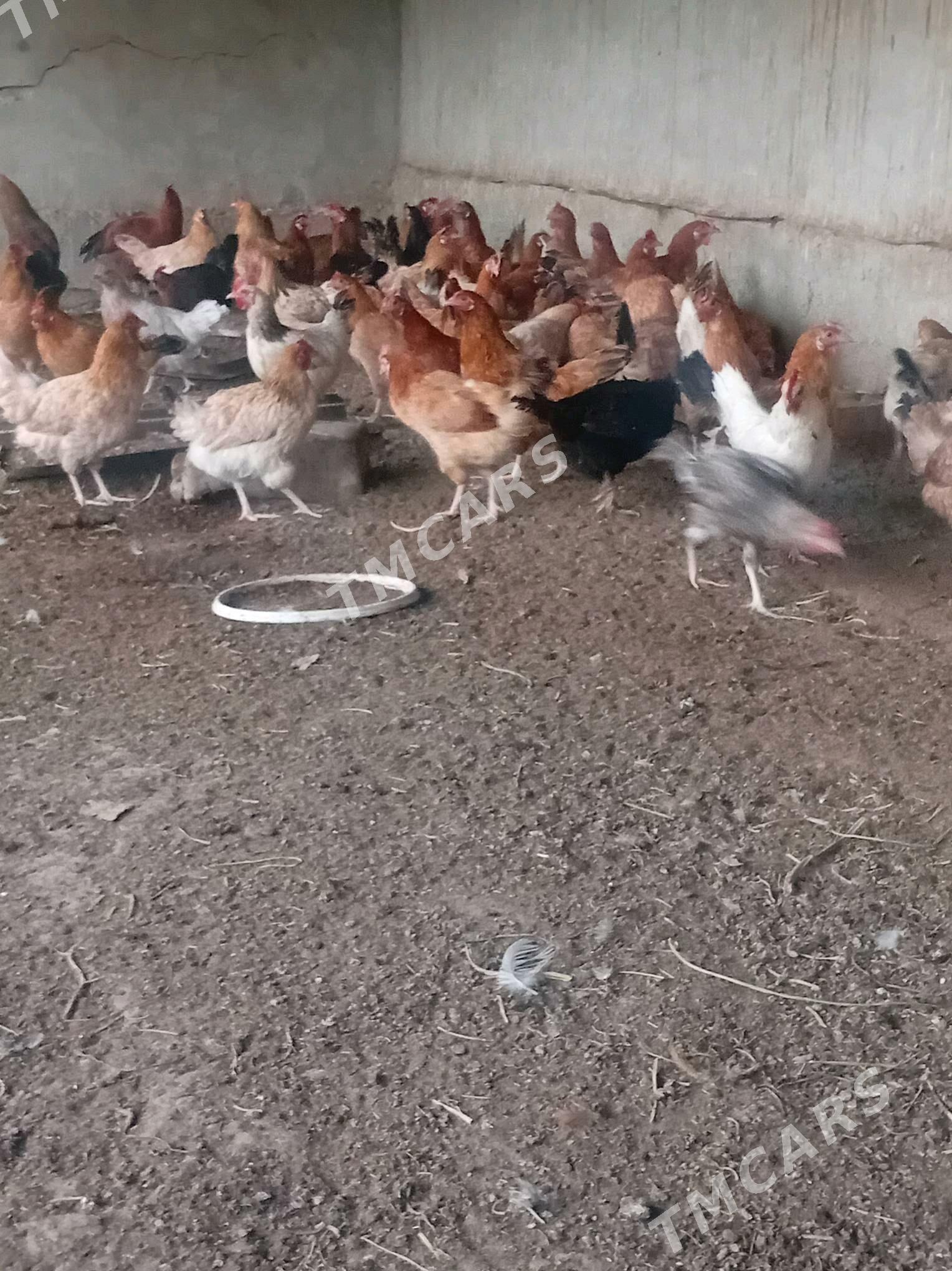 Towuk - Halaç - img 2