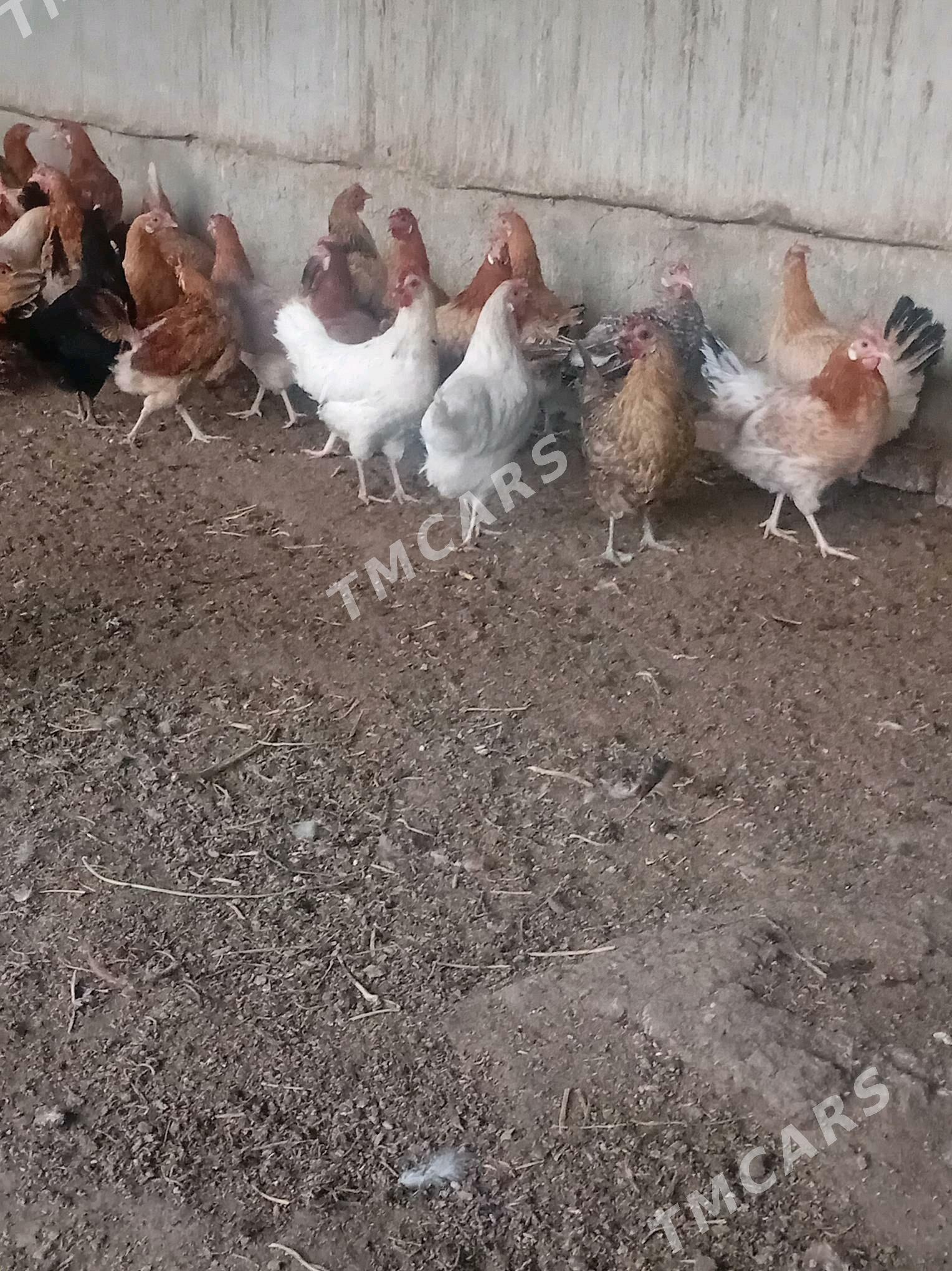 Towuk - Halaç - img 3