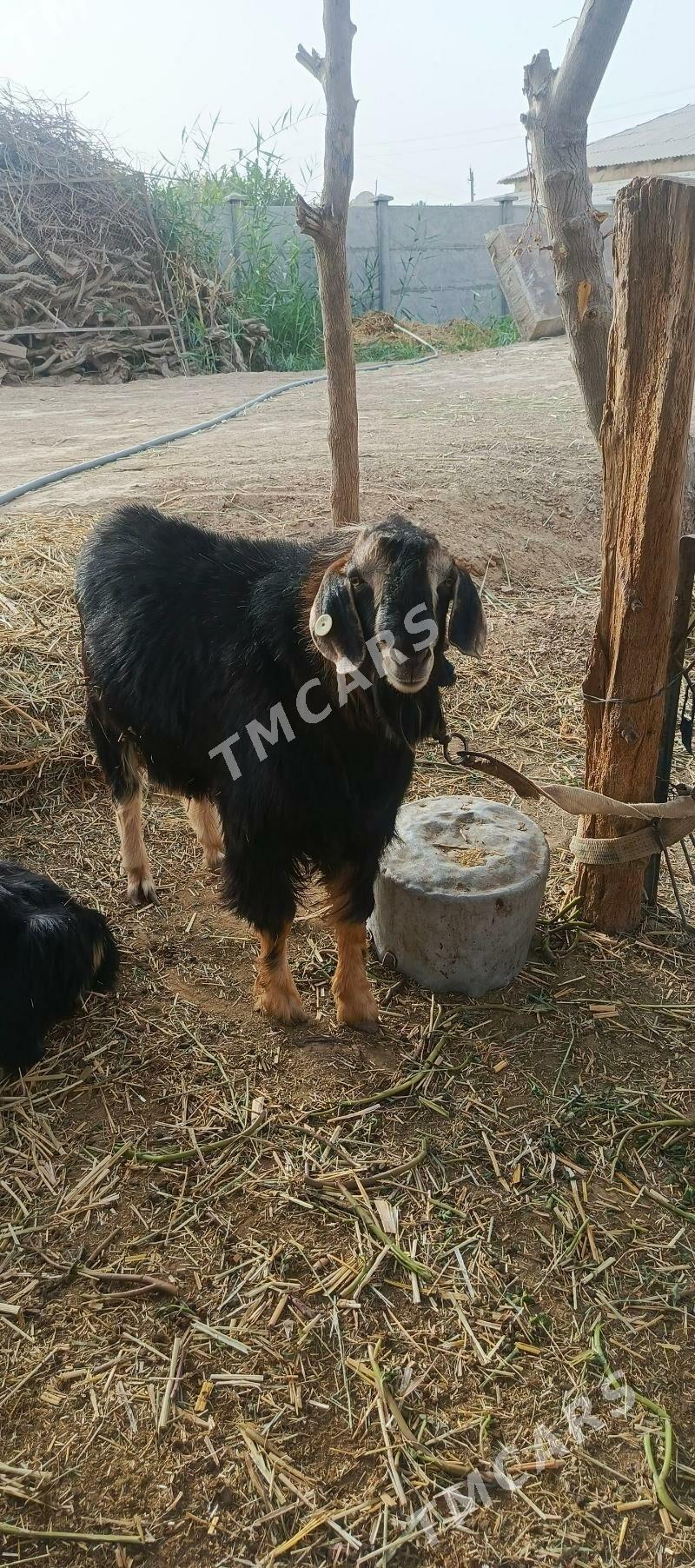 Kelek Teke - Mary - img 2