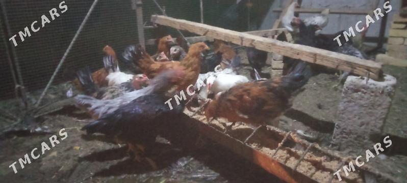 6 aylykdan öten jujeler - Çärjew - img 6