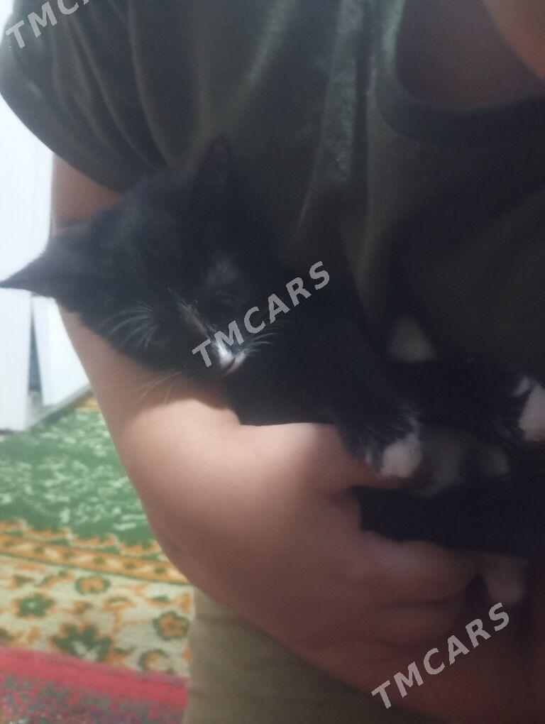 кошка - Kim raýon - img 2