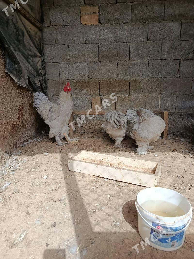 Brama lavanda - Çoganly - img 4