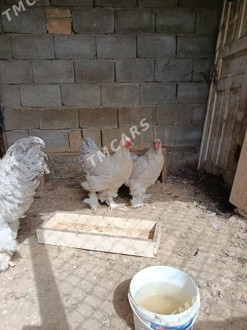 Brama lavanda - Çoganly - img 3