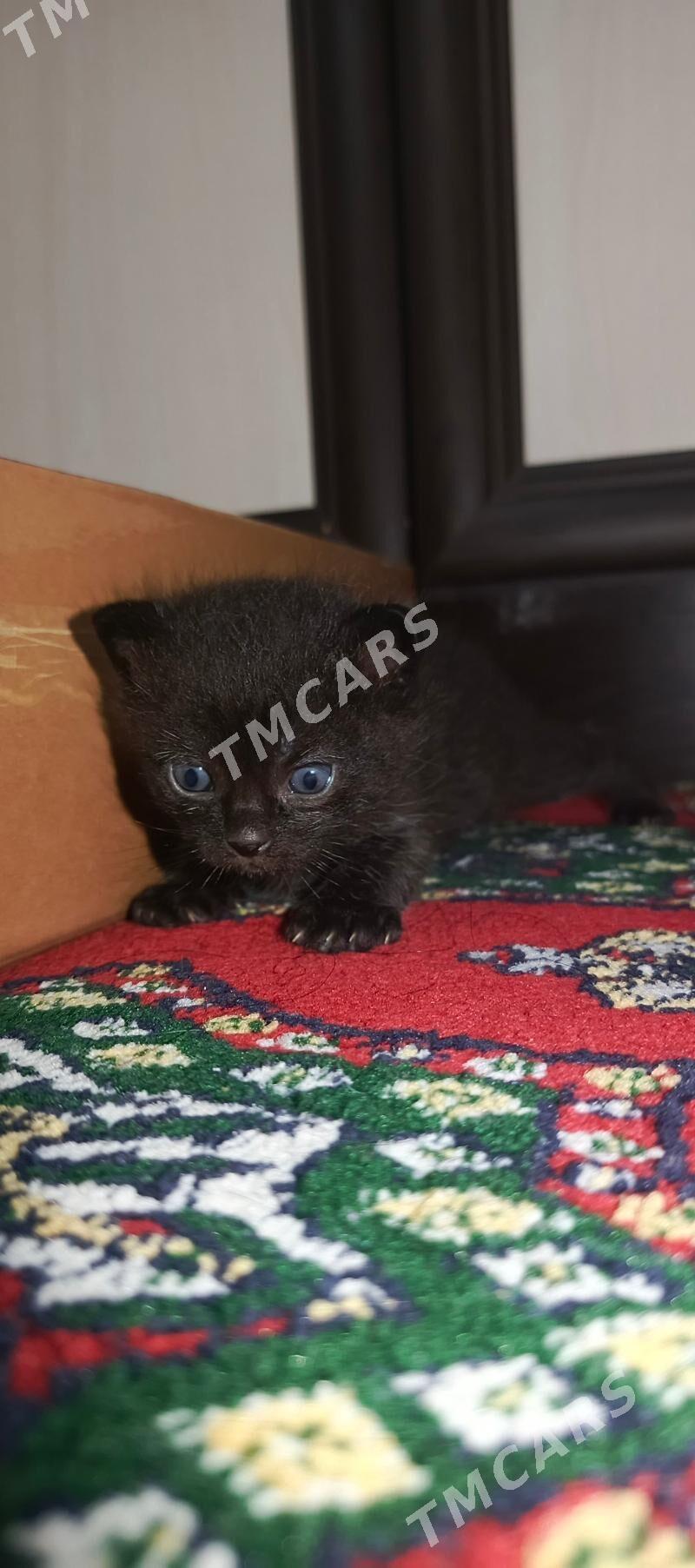 ВИСЛОУХИЕ КОТЯТА - Ашхабад - img 2