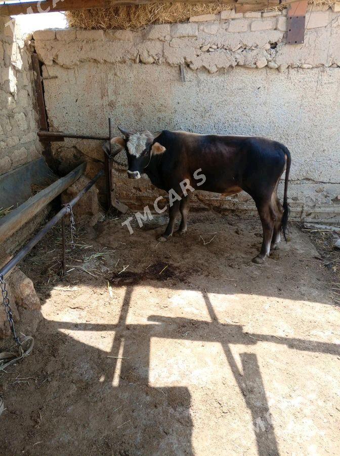 öküz - Gyzylarbat - img 3