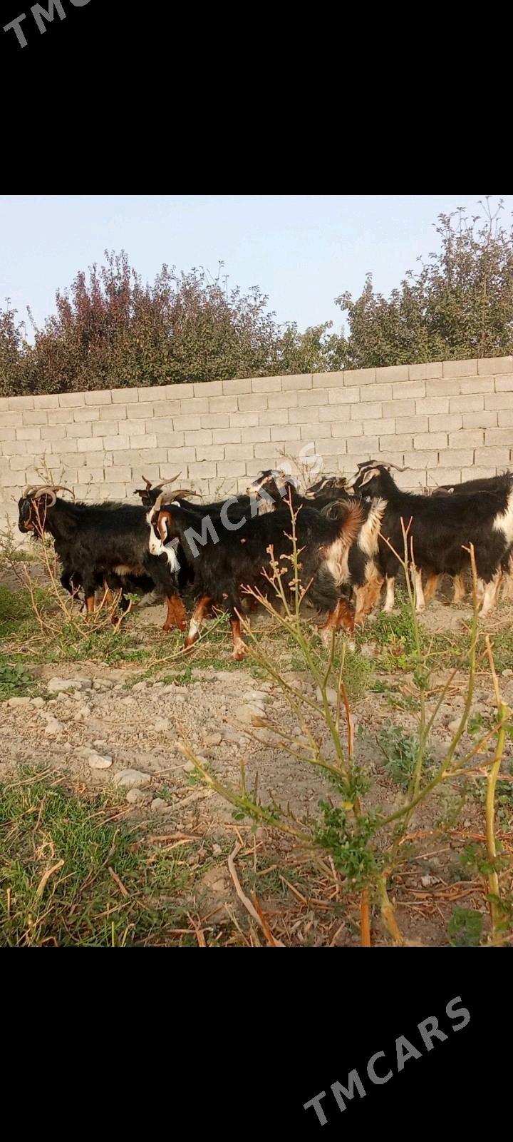geci - Bäherden - img 3
