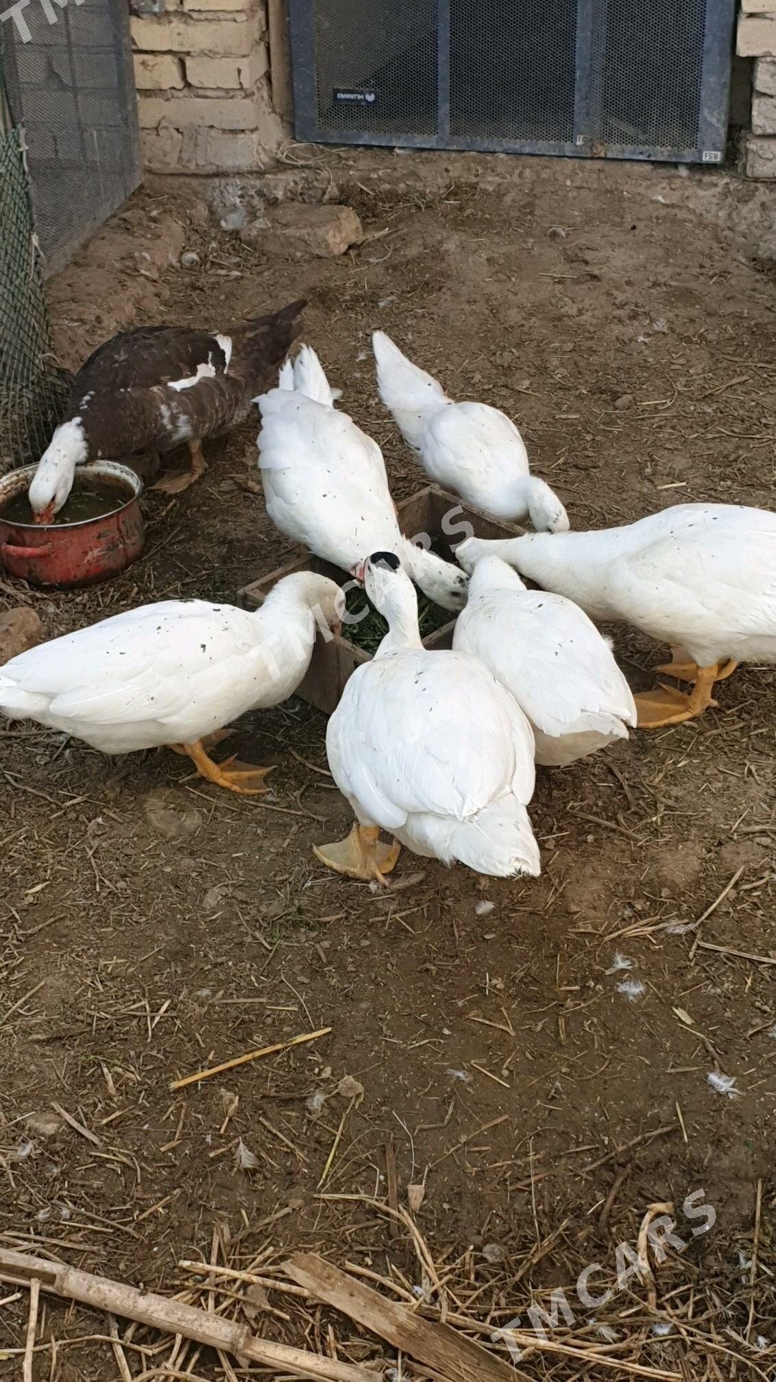 muskus - Türkmenabat - img 2