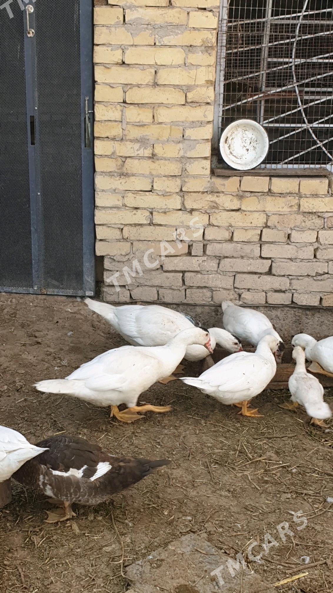 muskus - Türkmenabat - img 3