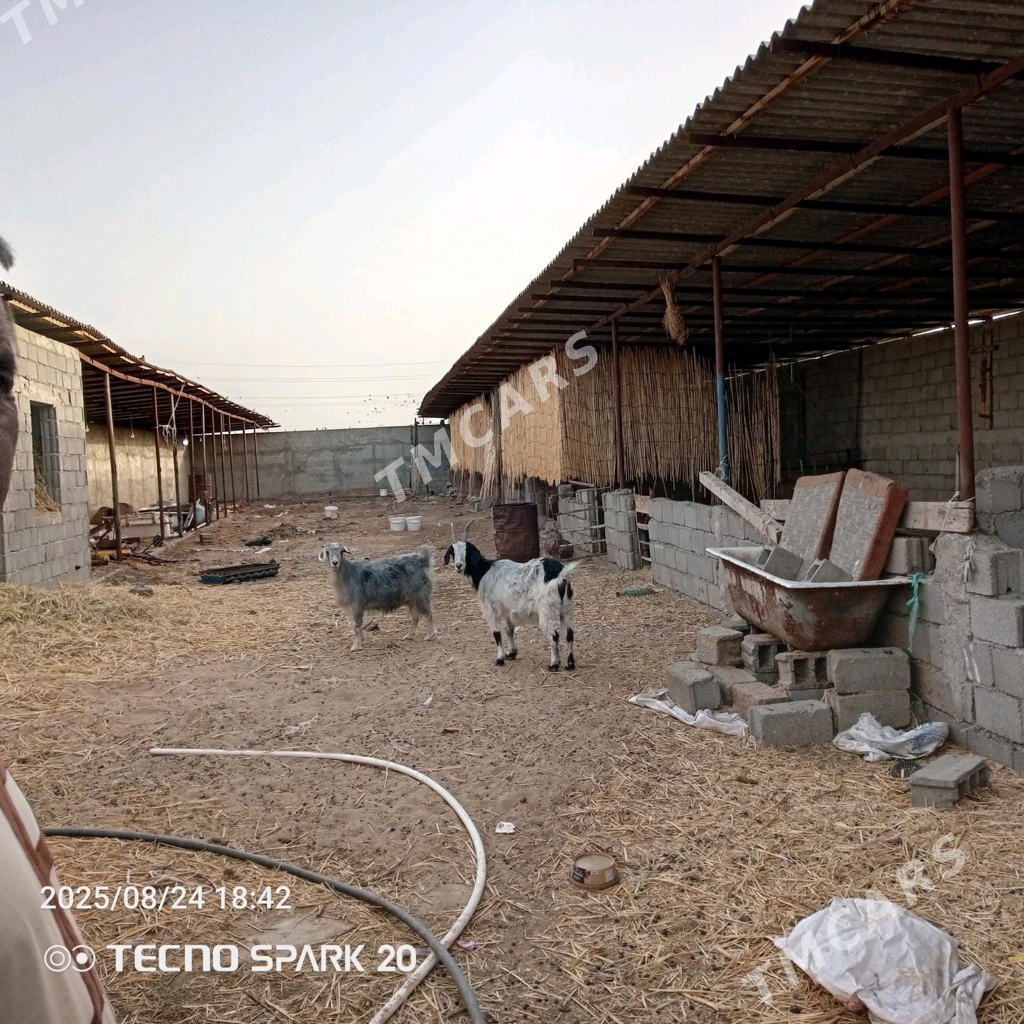 ýatak - Büzmeýin - img 2