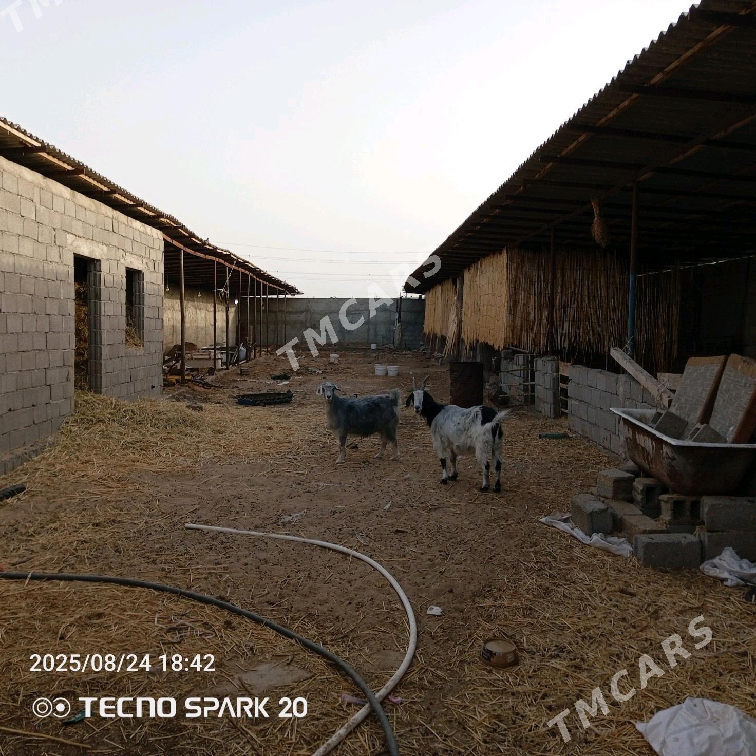 ýatak - Büzmeýin - img 4