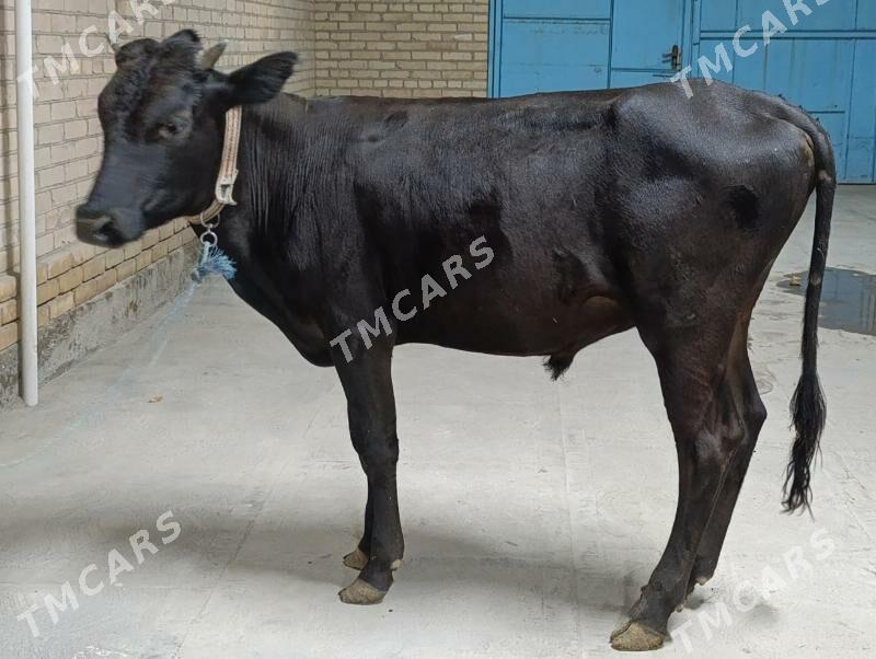 OKUZLER - Türkmenabat - img 3