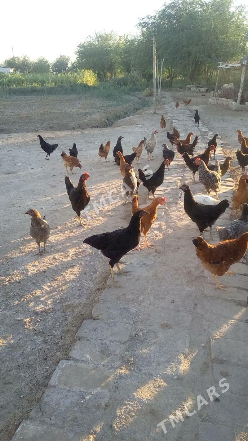 Juyjeler - Türkmenbaşy etr. - img 3