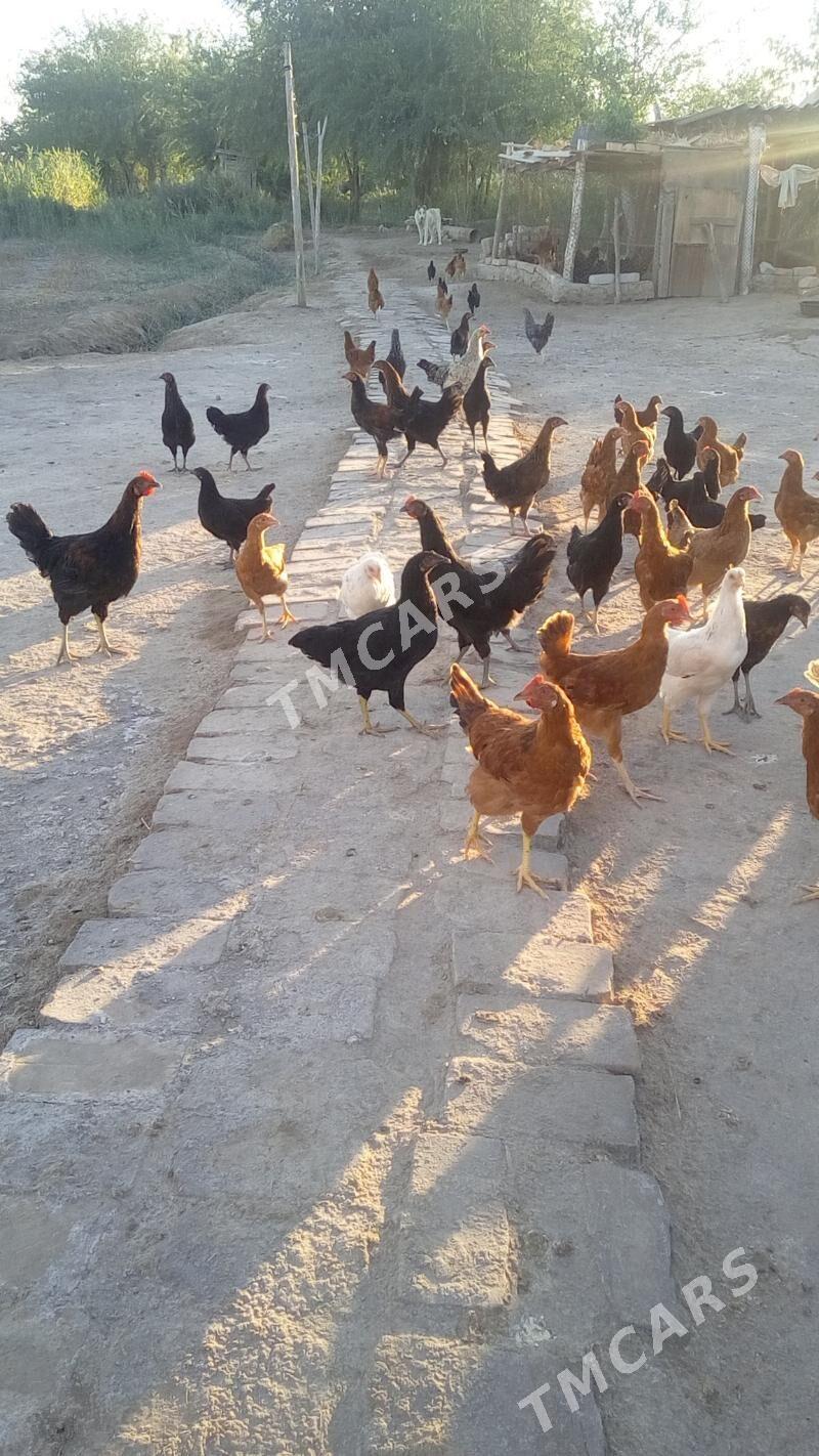 Juyjeler - Türkmenbaşy etr. - img 5