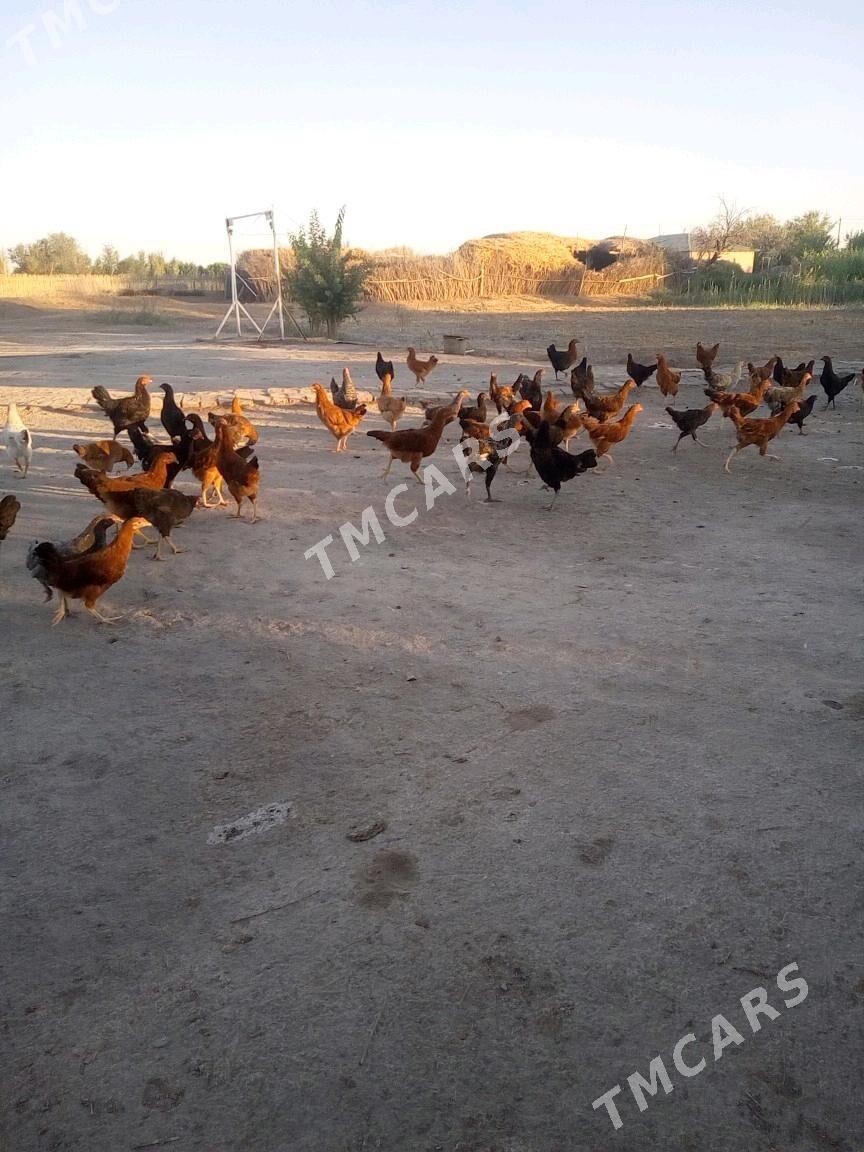 Juyjeler - Türkmenbaşy etr. - img 2