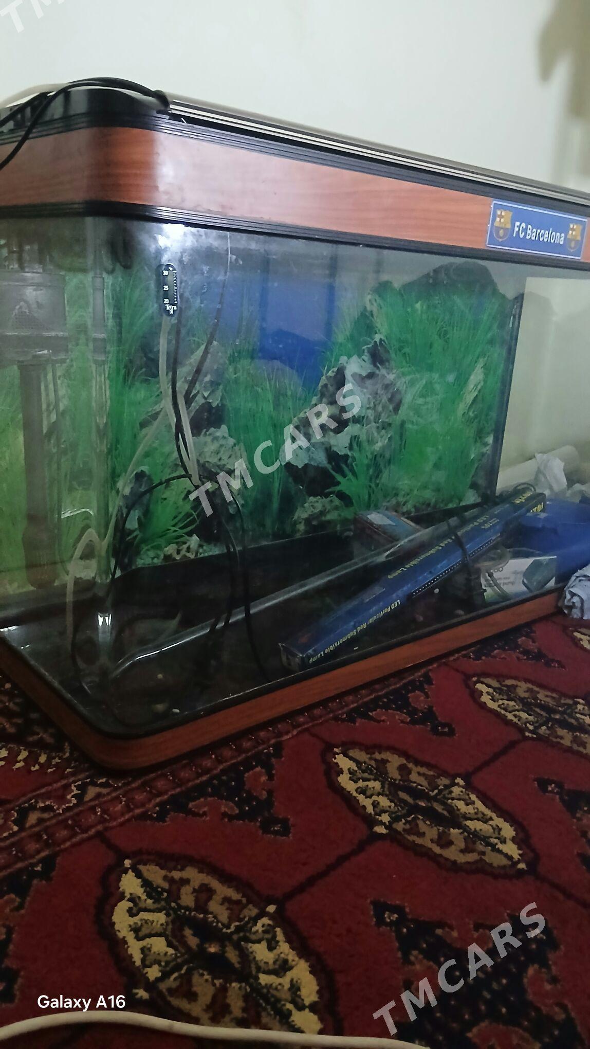 Akwaryum - Aşgabat - img 2