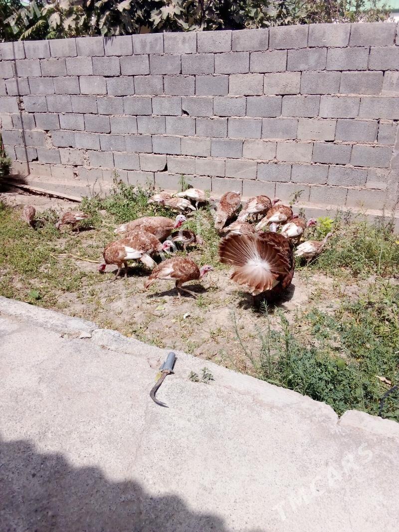 Owgan induk - Bagyr - img 3