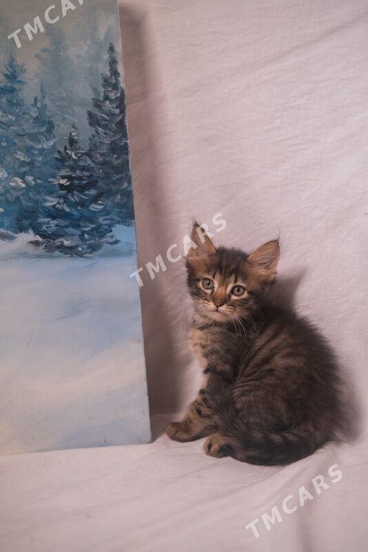 Котенок/котята - Ашхабад - img 2