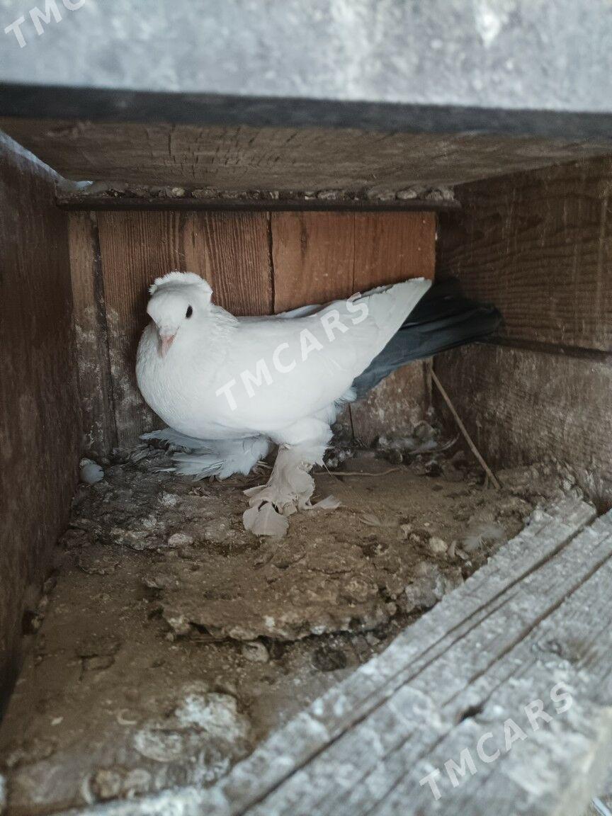 kepderi - Türkmenabat - img 2